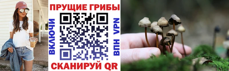 купить наркотик  hydra маркетплейс  Псилоцибиновые грибы MAGIC MUSHROOMS  Всеволожск 